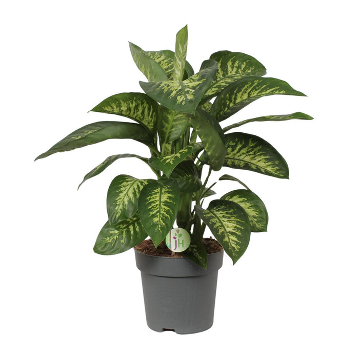 dieffenbachia-reeva-o24cm-↕75cm