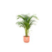 combi-deal-areca-palm-inclusief-elho-vibes-fold-round-roze-o30-140-cm