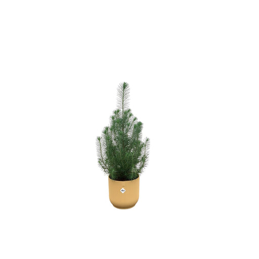 combi-deal-pinus-pinea-inclusief-elho-vibes-fold-round-geel-o18-50-cm