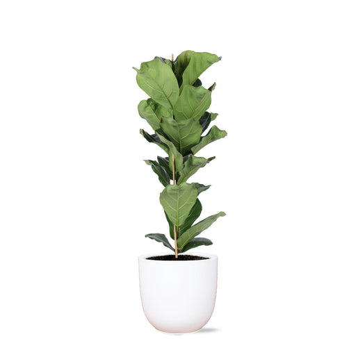 ficus-lyrata-o21cm-↕90cm-in-boule-wit-pot