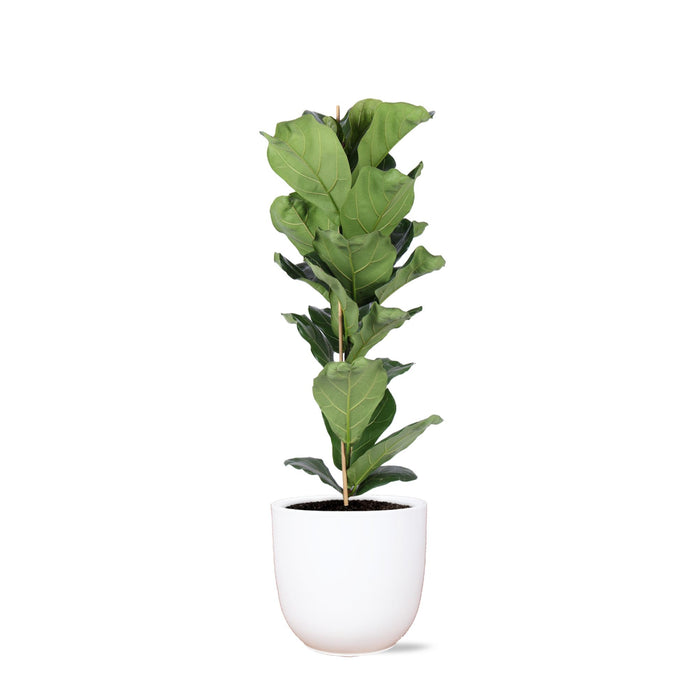 ficus-lyrata-o21cm-↕90cm-in-boule-wit-pot