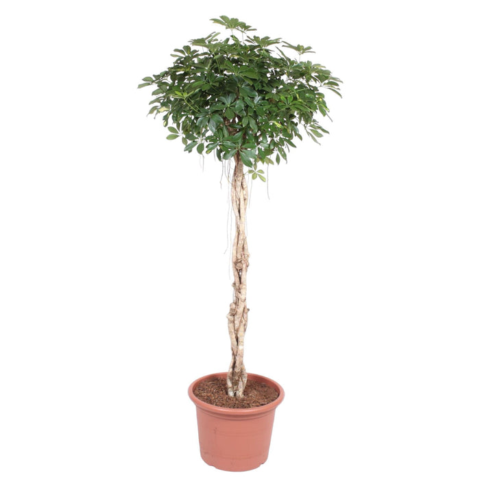 schefflera-arboricola-compacta-gevlochten-stam-200-cm-o50