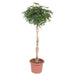 schefflera-arboricola-compacta-gevlochten-stam-200-cm-o50