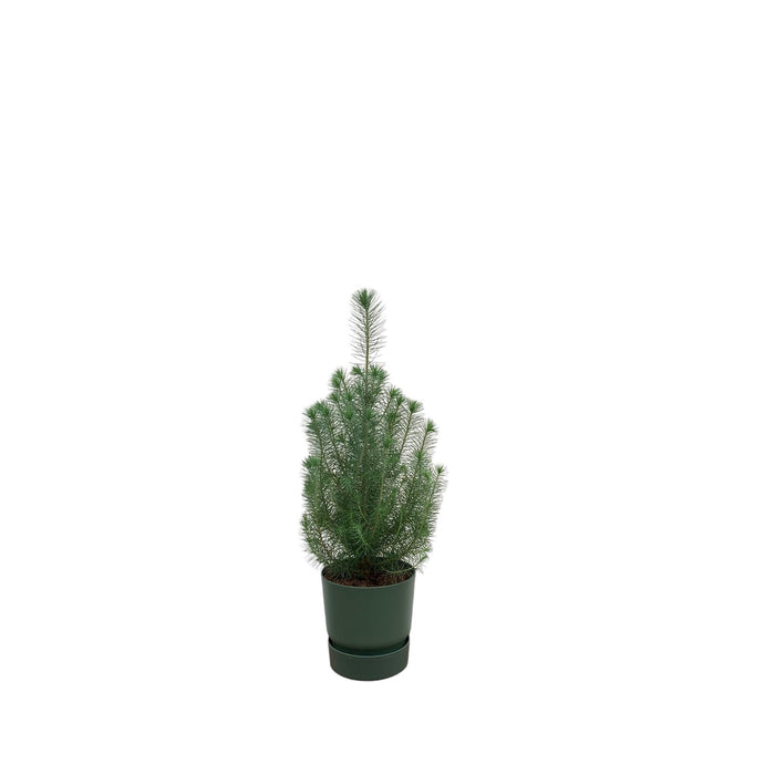 combi-deal-pinus-pinea-inclusief-elho-greenville-round-groen-o18-50-cm