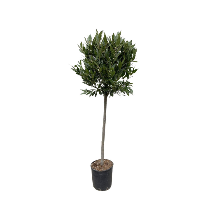 laurus-nobilis-stam-180-cm-o40