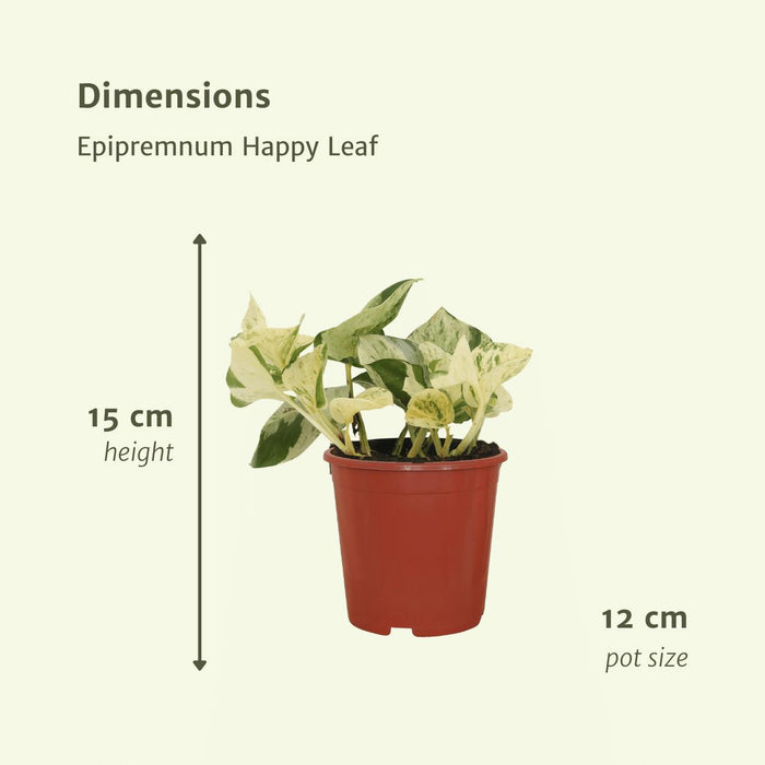 4x-epipremnum-happy-leaf-scindapsus-15cm-o12