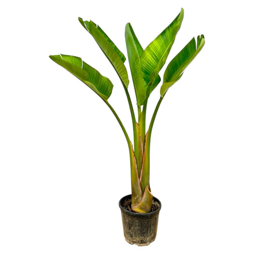 strelitzia-augusta-100cm-o21