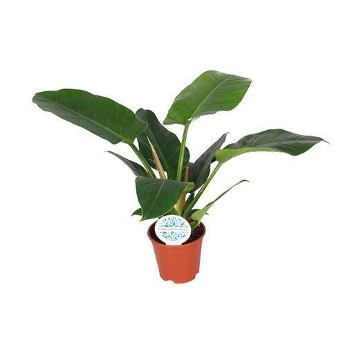 philodendron-imperial-green-o17cm-↕50cm