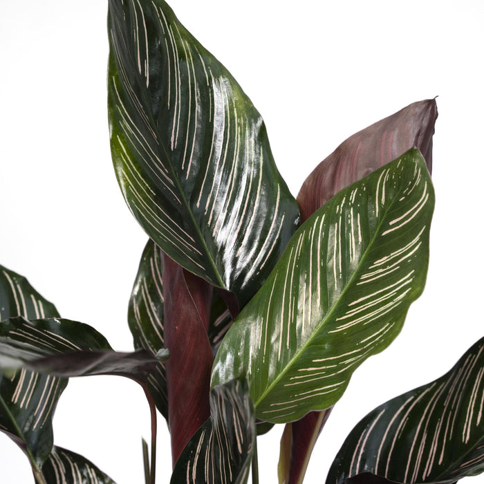 calathea-ornata-o14-50cm