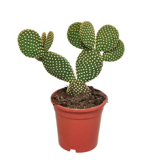 opuntia-microdasys-17cm-zonder-pot