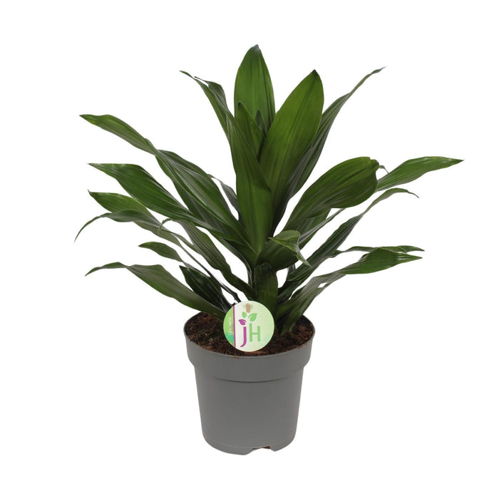 dracaena-fragrans-groen-o17cm-↕40cm