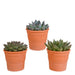 echeveria-mix-10-5-cm-3x-in-terracotta-pot