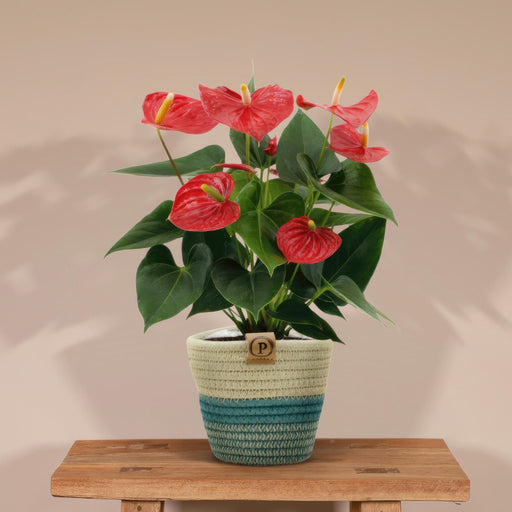 anthurium-andreanum-esudo-incl-pure-mand-45cm-o12