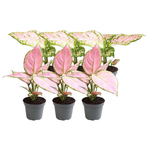 6x-aglaonema-mix