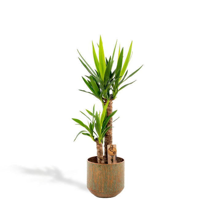 yucca-met-pot-100cm-o21cm-1