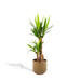 yucca-met-pot-100cm-o21cm-1