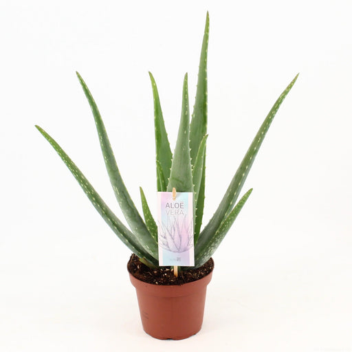 aloe-vera-p14-o14cm-↕45cm