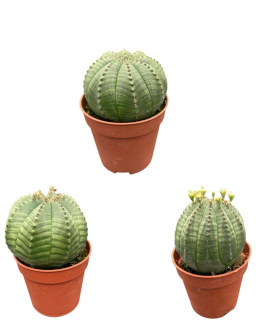 cactus-euphorbia-obesa-5-5cm-potten-6-9cm-hoog-3-stuks