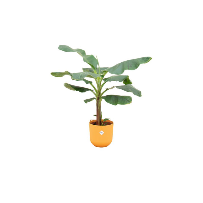 combi-deal-bananenplant-musa-inclusief-elho-jazz-round-geel-o23-120-cm