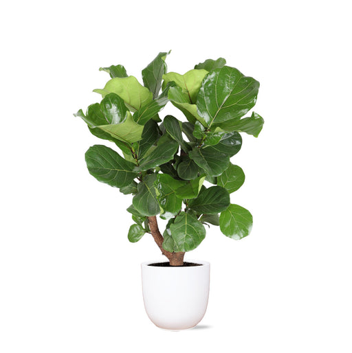 ficus-lyrata-vertakt-o24cm-↕110cm-in-boule-wit-pot