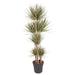 dracaena-bicolor-carrousel-180-cm-o34