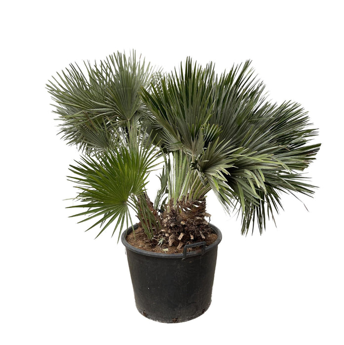 chamaerops-humilis-compact-120cm-o80