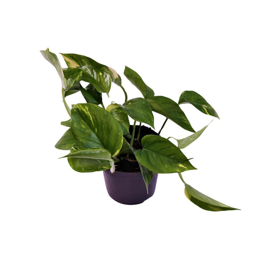 scindapsus-epipremnum-aureum-o12cm-↕25cm