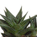 gasteria-haworthia-mix-8-5cm-3x-in-mexicaanse-pot