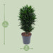 dracaena-compacta-o24cm-↕80cm