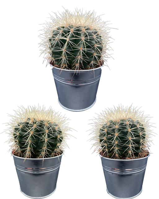 cactus-echiocactus-grusonii-zinc-o11-5-cm-3x-↕13-17-cm