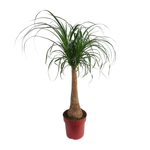 beaucarnea-maya-palm-stam-p27-o27cm-↕110cm