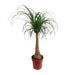 beaucarnea-maya-palm-stam-p27-o27cm-↕110cm