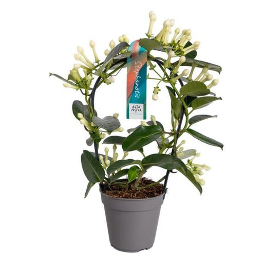 stephanotis-boog-11-12-tros-p12-o12cm-↕40cm