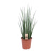 sansevieria-mikado-o19cm-↕70cm