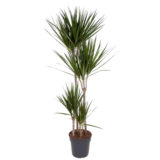 dracaena-marginata-160-cm-o27