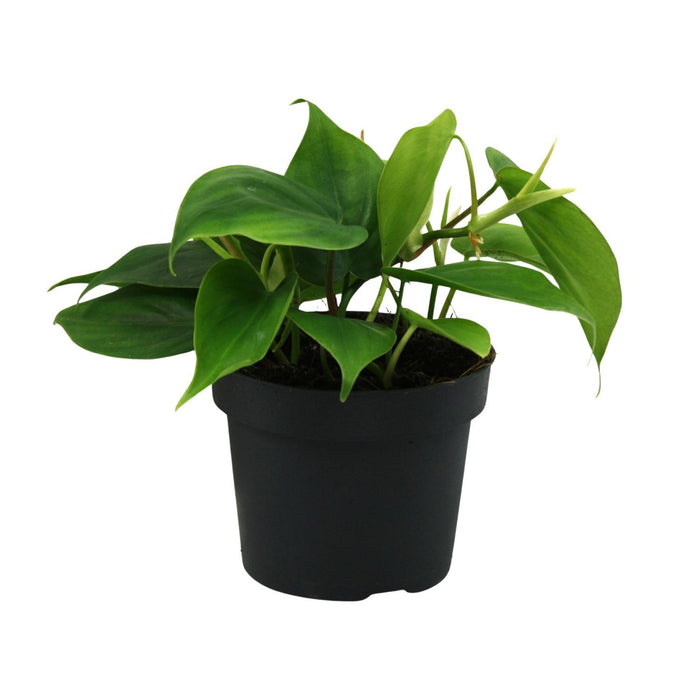 philodendron-scandens-o12cm-↕20cm