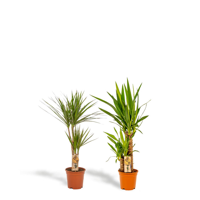 dracaena-70cm-o17cm-yucca-90cm-o17cm