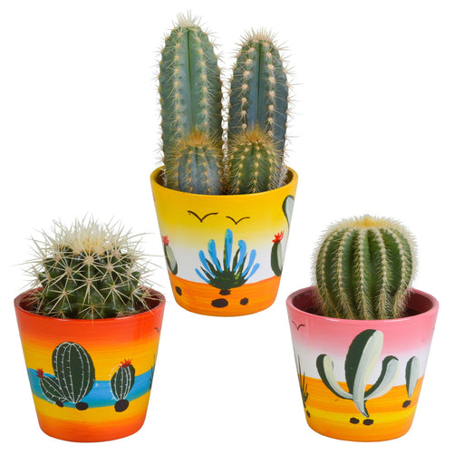 cactus-mix-8-5-cm-3x-in-mexicaanse-pot