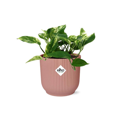 scindapsus-epipremnum-marble-queen-in-elho-vibes-fold-14cm-roze