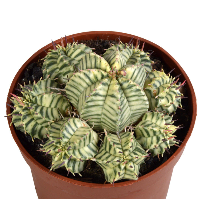 euphorbia-meloformis-variegata-clay-10-5cm-1x