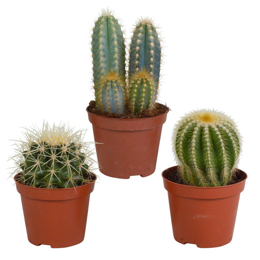 cactus-mix-8-5-cm-3x-zonder-pot