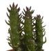 cactus-mix-5-5-cm-5x-in-terracotta-pot