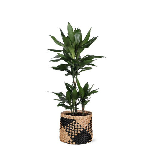 dracaena-janet-lind-o21cm-↕90cm-in-albury-black-print-mand