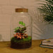 diy-terrarium-milky-calathea-with-light-↕-31-cm-normal