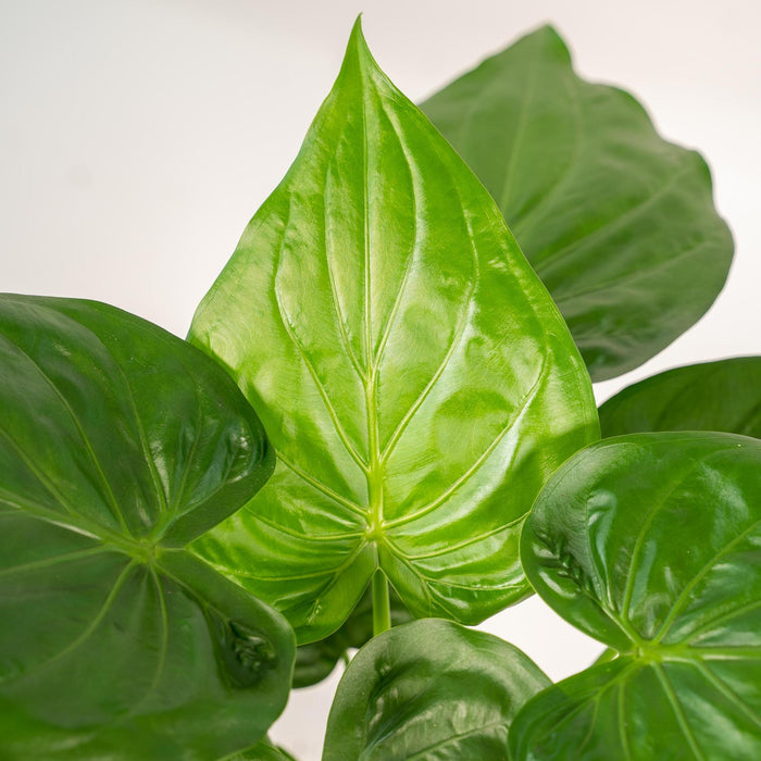 alocasia-cucullata-65cm-o19cm-pot-mayk-gold