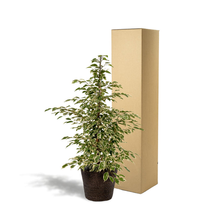 ficus-benjamina-twilight-95cm-o21cm-mand-igmar