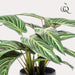 kunstplant-calathea-zebrina-schaduwplant-38-cm