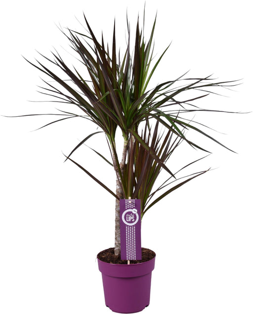 dracaena-magenta-o17-↕70