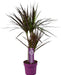 dracaena-magenta-o17-↕70