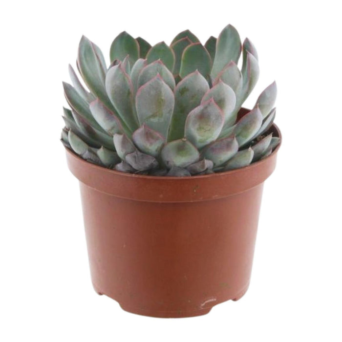 echeveria-pelisuda-o17cm-↕30cm